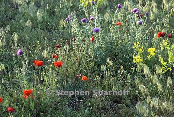 flowers and grasses provence 1 graphic